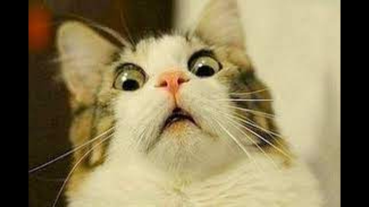Funny Cat Videos _ CATS will make you LAUGH