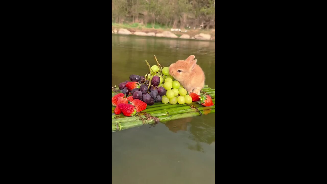 Little Rabbit's Fruit Boat Cute Pet Rabbit Pastoral