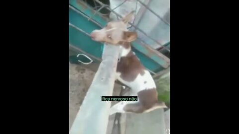 DUQUE O CÃO DO DIABO 😱😱😱😂