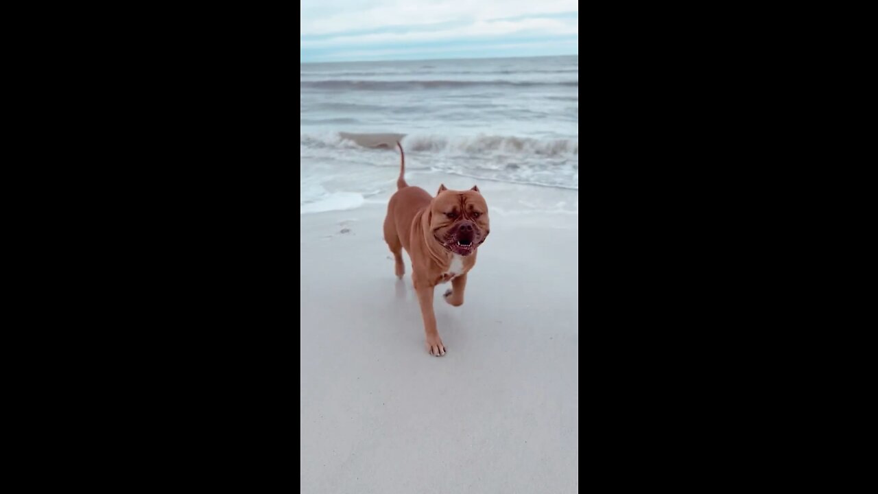 MASSIVE Pit Bull runs from cold ocean water! 🦁🏝😆