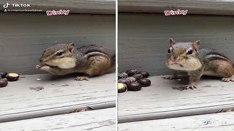 Dinky the chipmunk