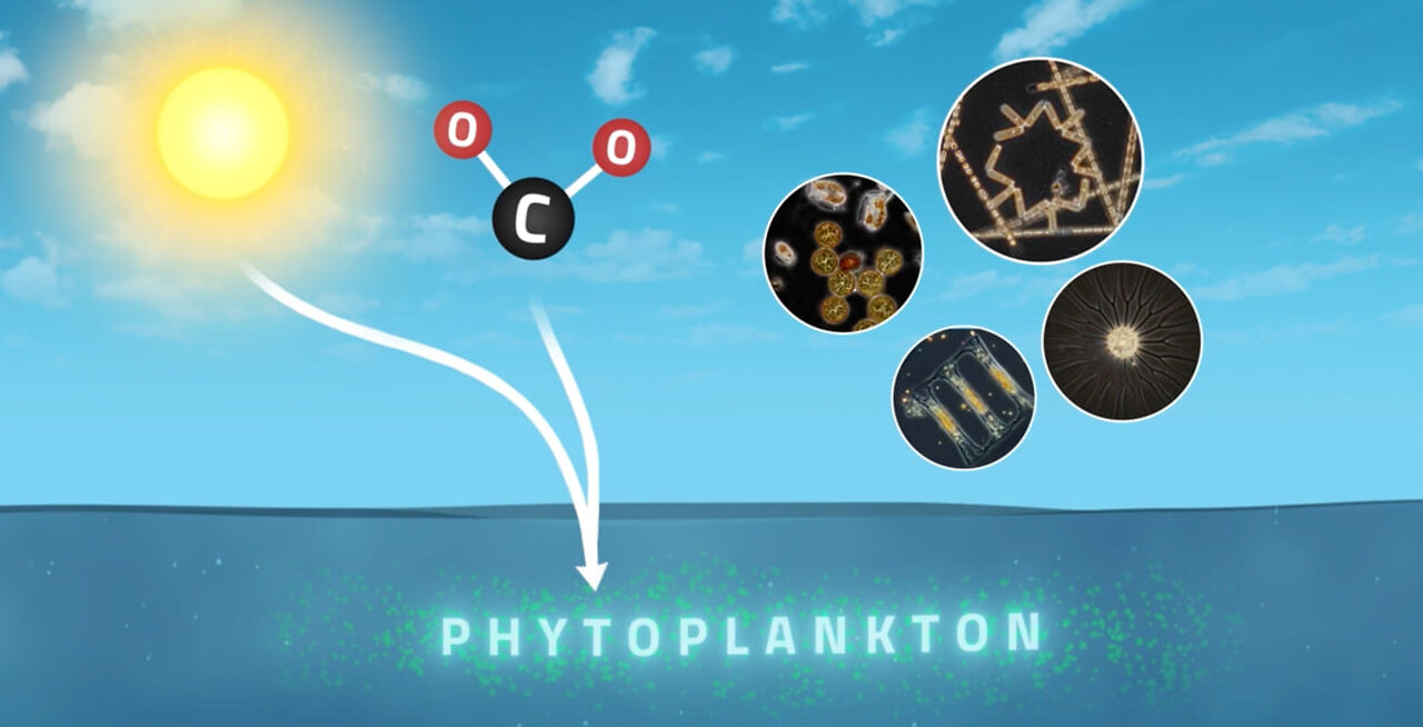 Tracking Carbon from Wildfires to Ocean Blooms