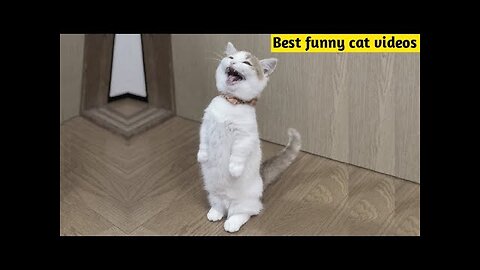 OMG So Cute Cats ❤ Best funny cat videos 2021 #1