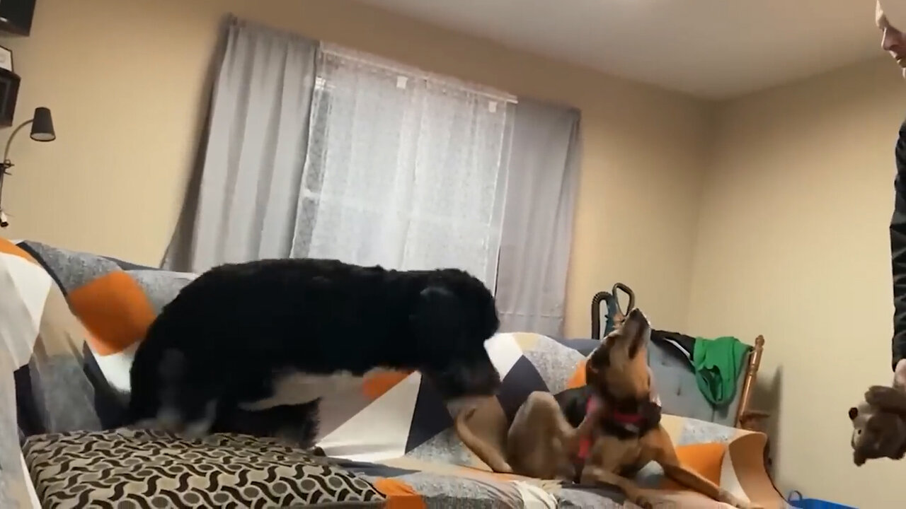 Funny Dogs And Cats Videos 2024 😅 - Best Funniest Animal Videos