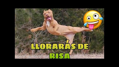 🚨 Este Video te Hará REÍR [99,8% GARANTIZADO] 🙀🐶