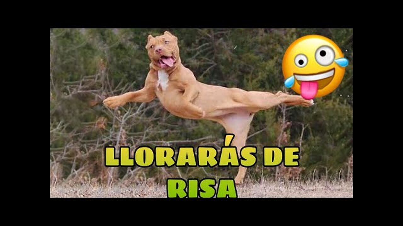 🚨 Este Video te Hará REÍR [99,8% GARANTIZADO] 🙀🐶