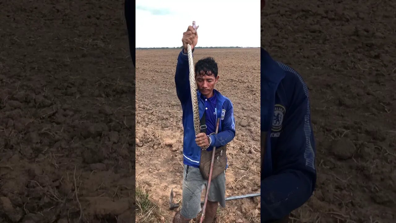 Cobra Catching TV: #Short video Dig a cave to catch a Malayan Pit Viper