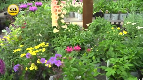 Memorial Day Weekend is the start of planting season - Part 3