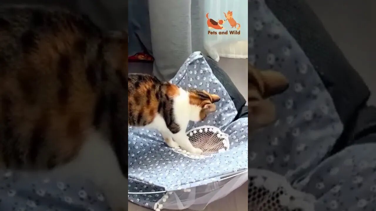 get out from my sweet home #catanddogfight #dogsfunnyvideo #cats2022 #Petsandwild