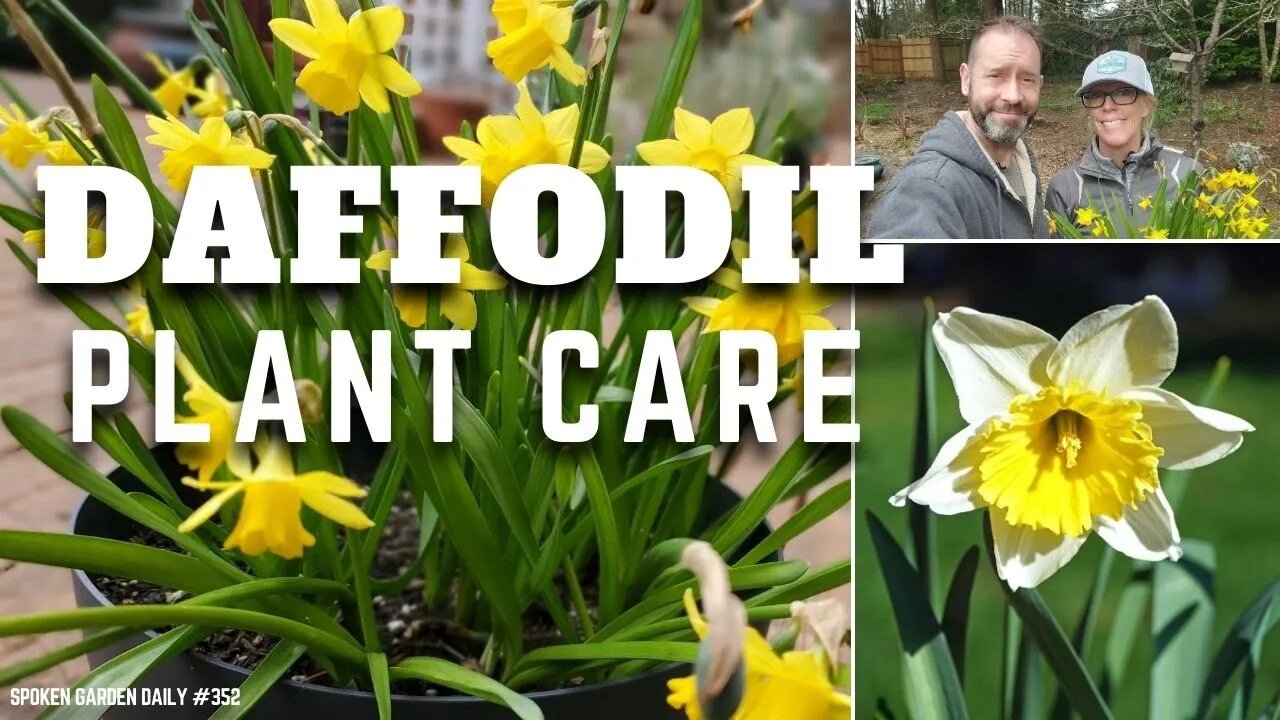 💛 Daffodil Plant Chat + Giveaway Announcement | Daffodil Plants - SGD 352 💛