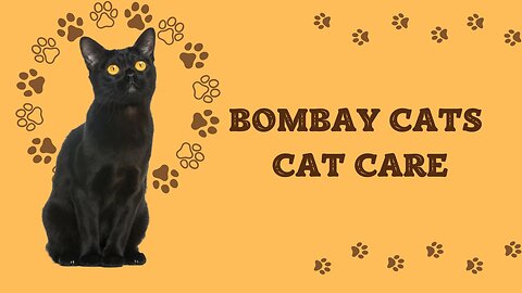 Bombay Cats: Cat Care