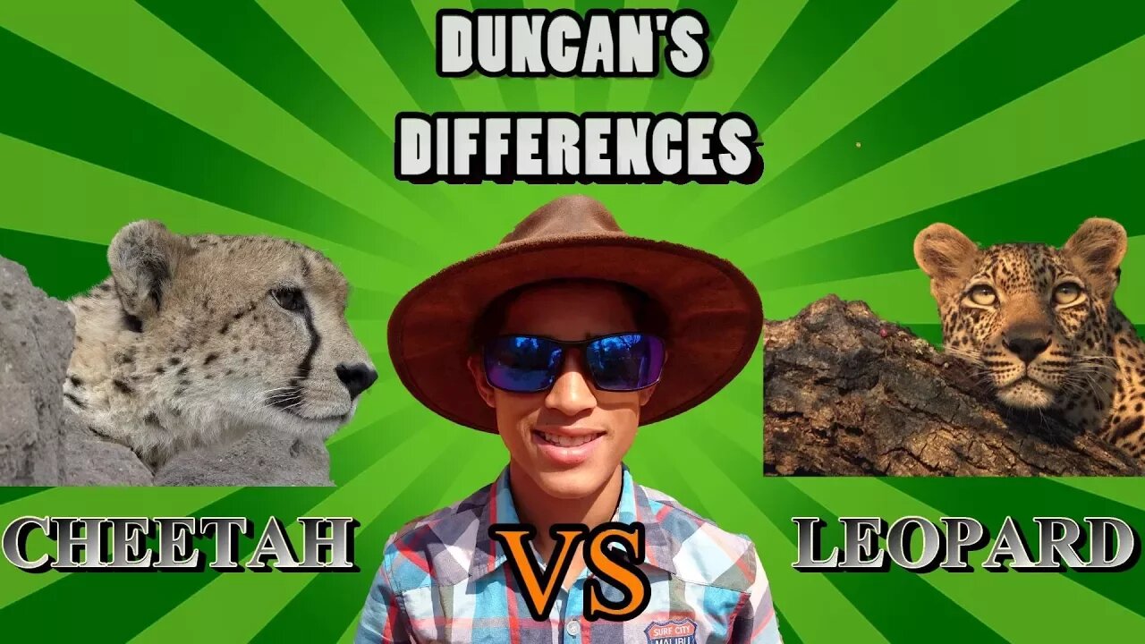 Leopard And Cheetah: How To Tell Them Apart | Duncan's Differences