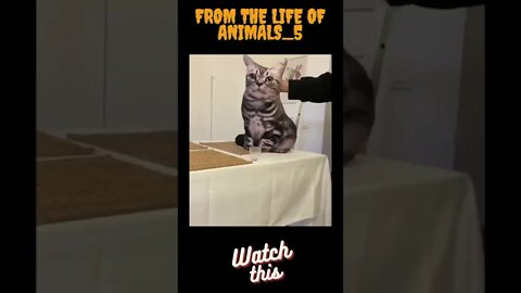 From the life of animals_5 #short #tiktok #cat #pet #cats #pets #usa #viral #like #shorts #short