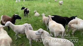 Barn Briefing - May 22, 2022