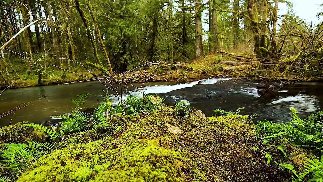 A Minute of Peace with the Moss by the River - Paul White Gold Eagle