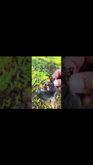 #shorts #2022 funny,prank,funjokes,dad jokes,funny memes,funny video,fun,laughing,funny animal,knock