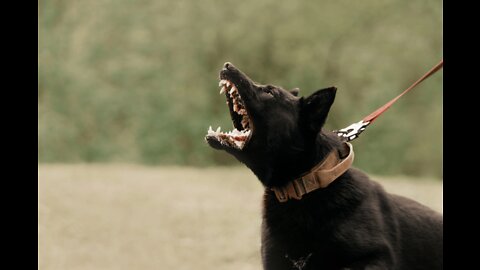 How To Make Dog Become Fully Aggressive With Few Simple Tips