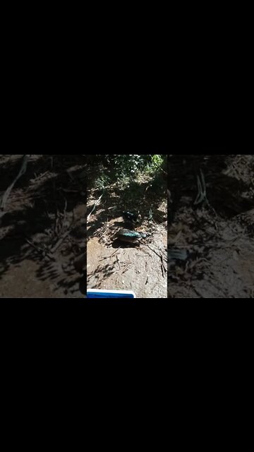 A couple of nice ducks