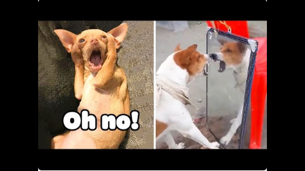 Unbelievable!!! Funny Dog Videos Try Not To Laugh