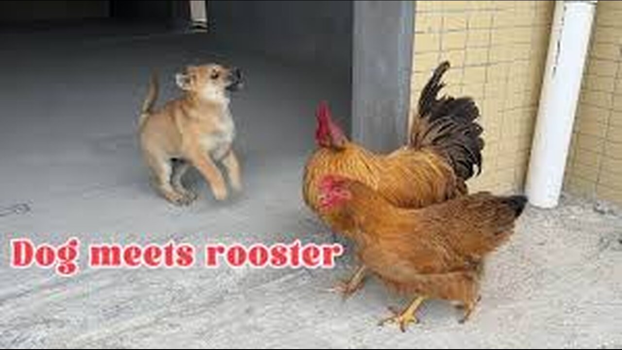 How does the funny dog react when he meets arooster and hen?Cute and funny animal video.cute puppy