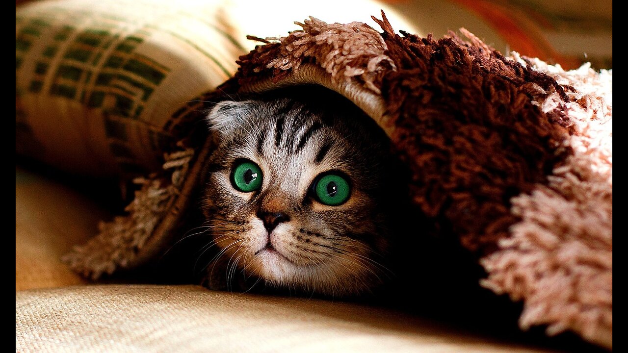 Funny cats and pets funny reactions with kitty 🐈 and funny pets,doing funny things at home