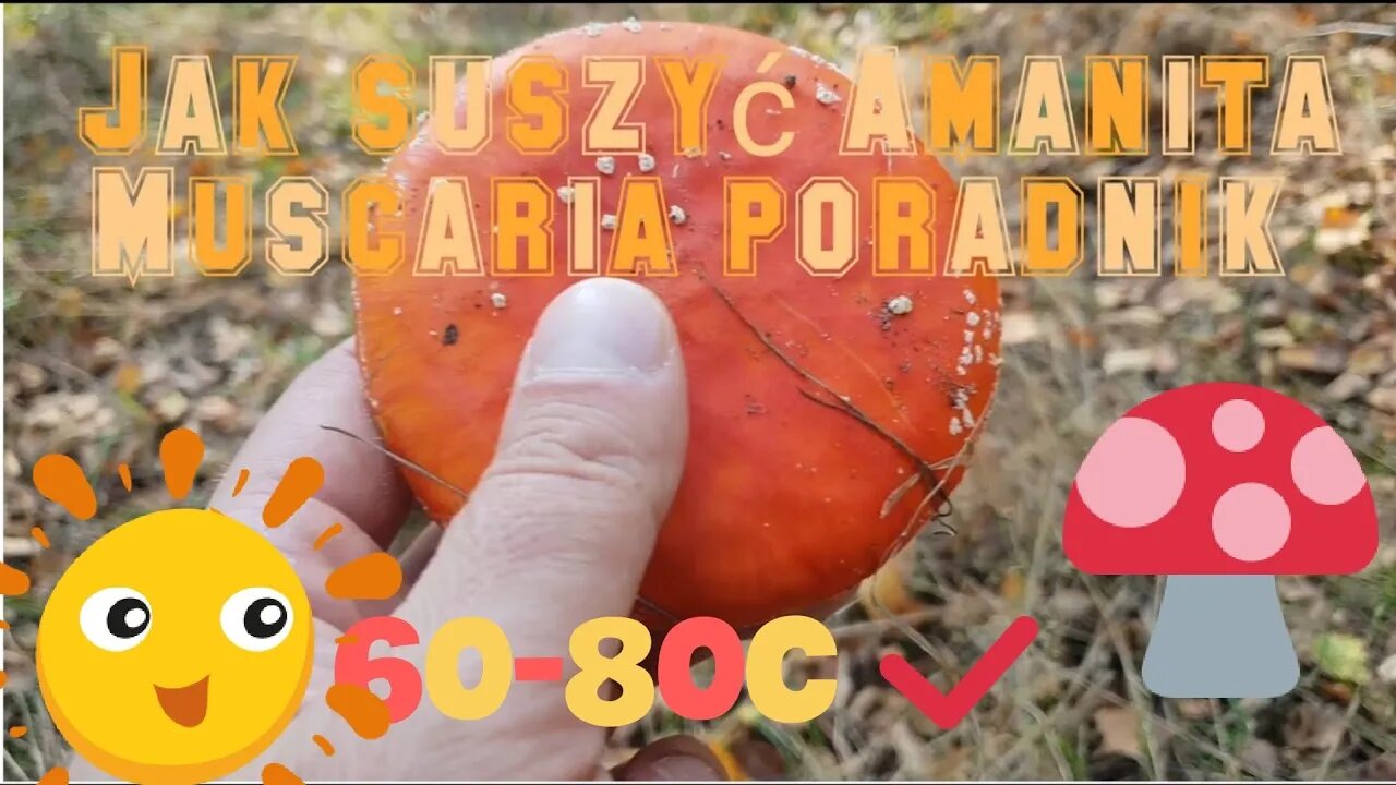 Jak suszyć Amanita Muscaria Poradnik (Muchomor Czerwony)