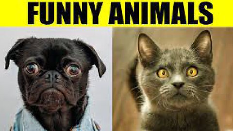 Funny cat 😽 vs Gun 🔫 - Funny Animals 😂 playing dead on finger shot Compilation || Animal Gags