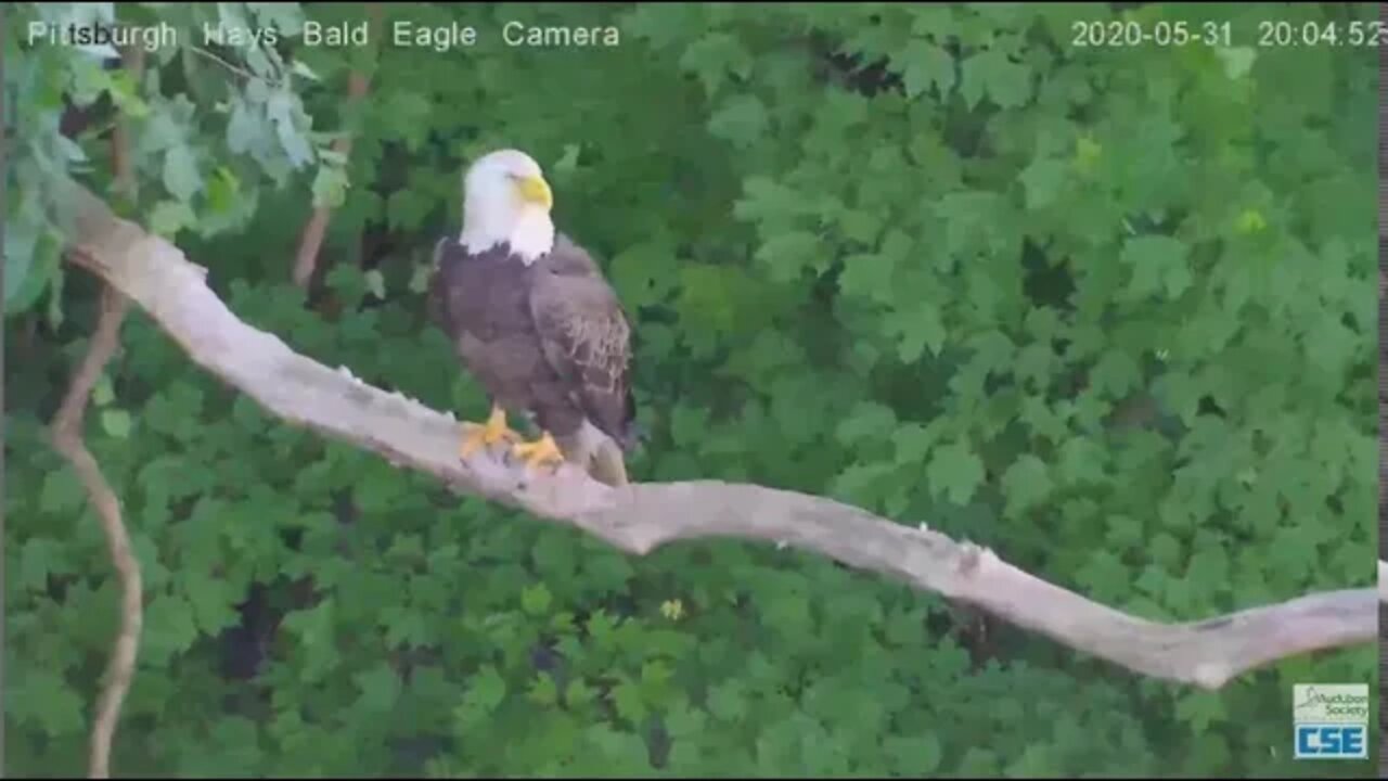 Hays Eagles Dad calls Mom for songfest and trampoline on the Woods limb 2020 05 31 802pm