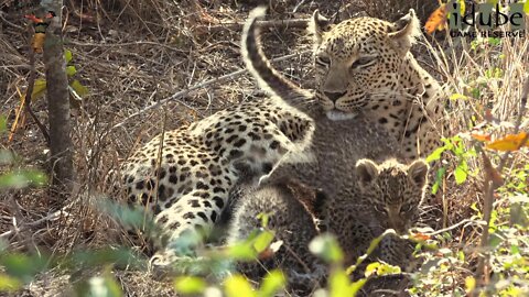 Leopard Family, Part 5