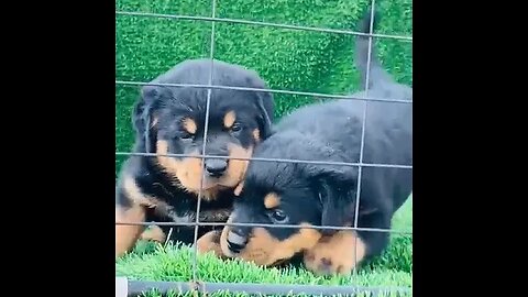 adorable rottweiler puppies #shorts #doglover #rottweiler #puppies #dogsofinstagram