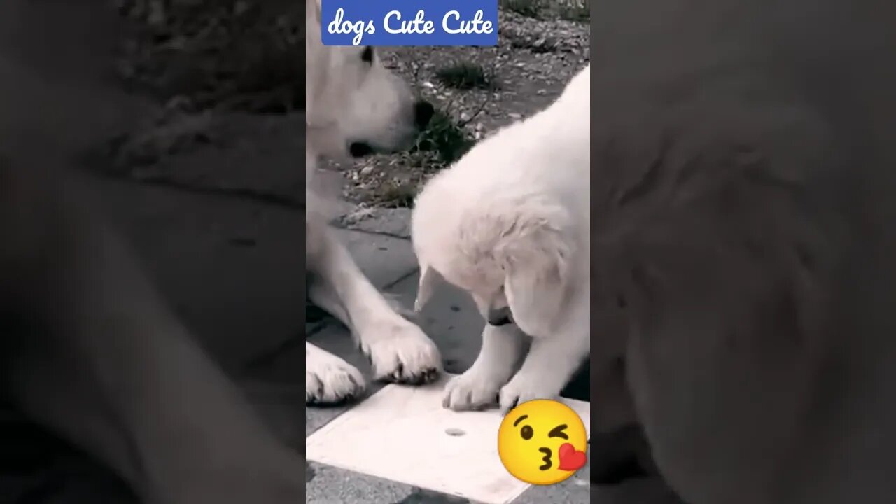 #shortdogvideos #cute #shortclip #babydogs