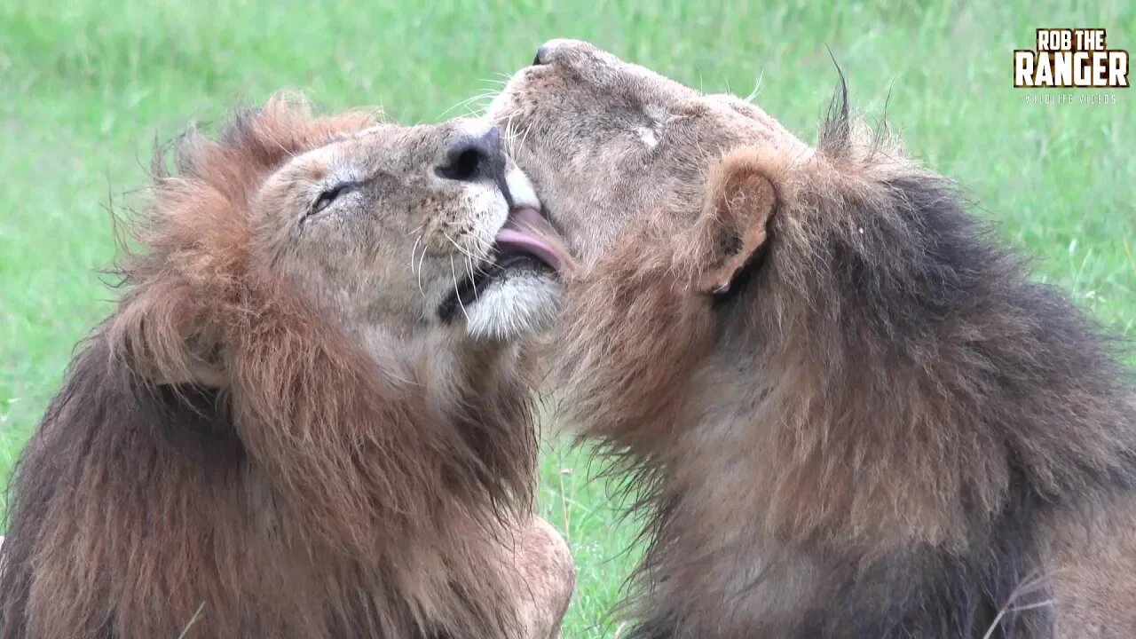 Maasai Mara: Big Lions Grooming In The Rain | Zebra Plains