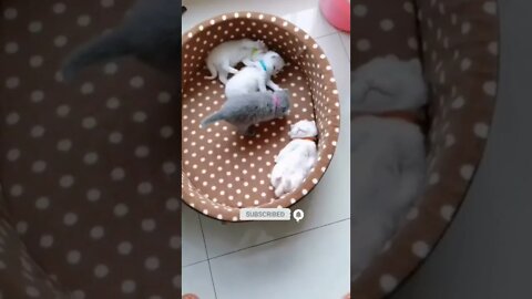 funny cat videos | cute cat videos| cute animals funny cats #shorts #shortsfunny #cutecat #funnycat