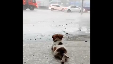 Puppy watching the rain.. 😊 #shorts #shortsfeed #clips #shortvideo