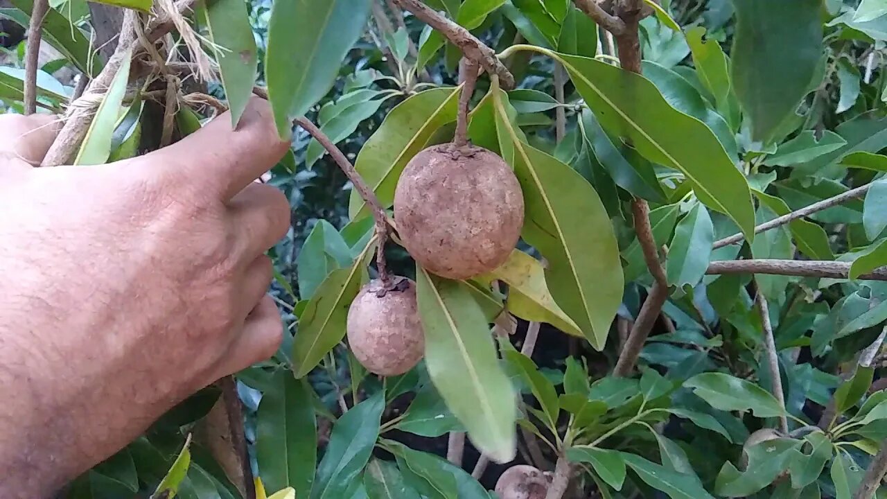 cereja matosi jabuticaba branca Araçá boi Tanjo pera cajá sapoti nectarina produzindo em vaso