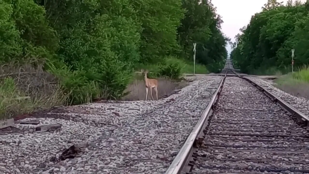 A DEER NEAR RAILROAD TRACKS (07/01/23)