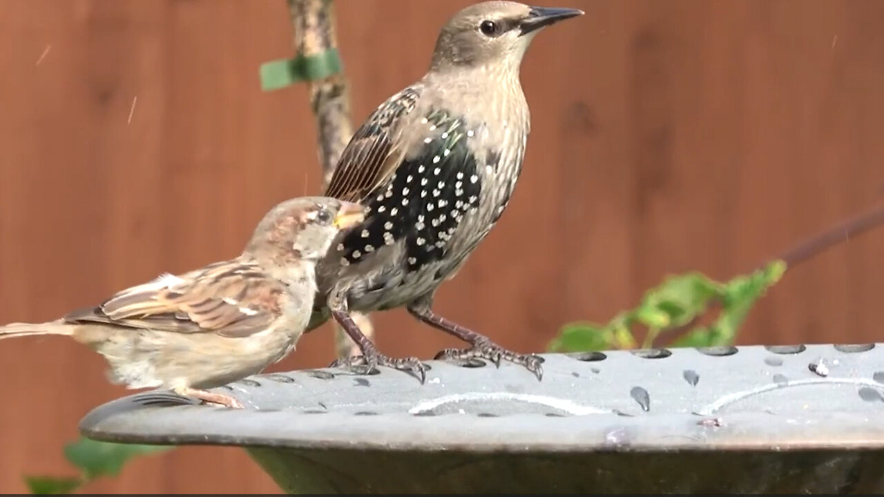 Cute Fledgling with its Mom