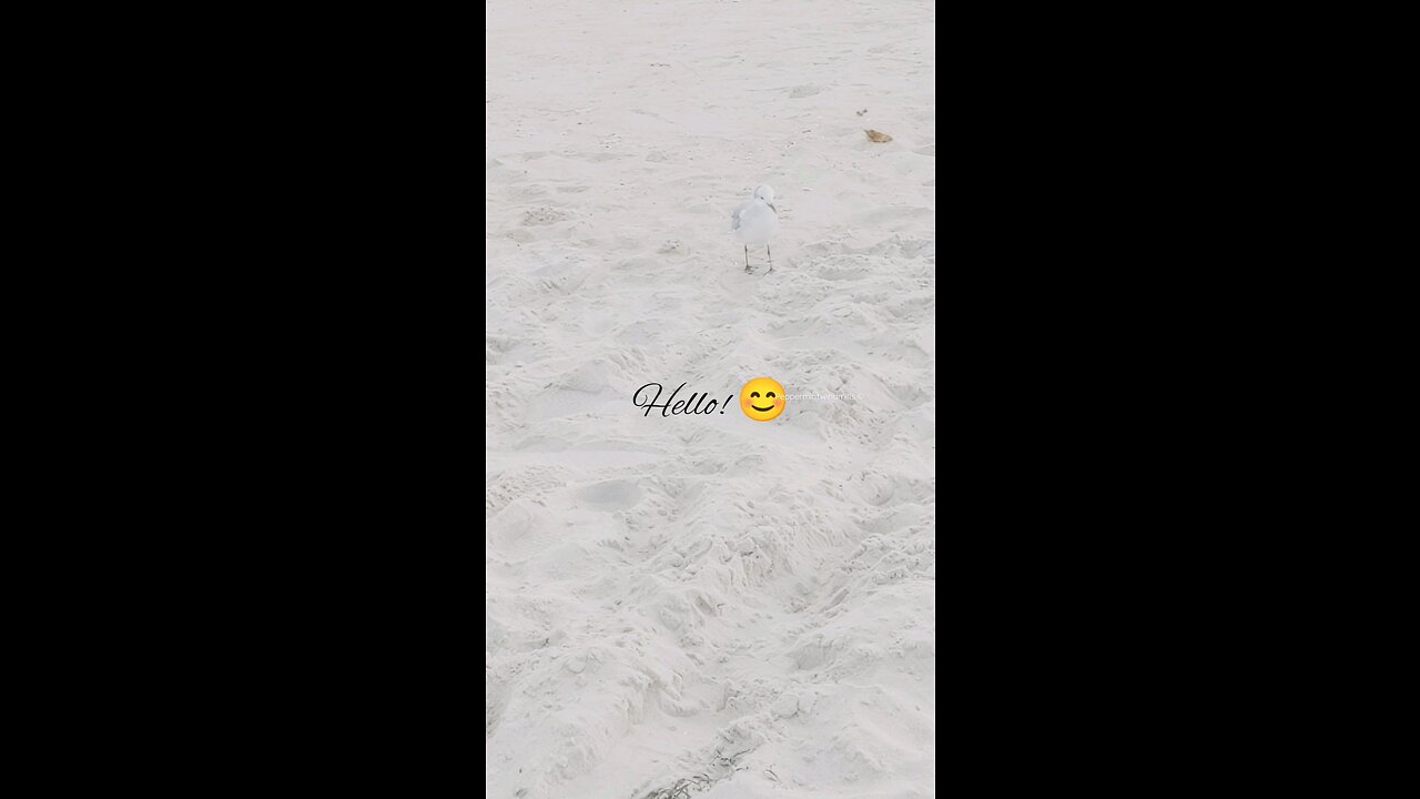 Kiwi 🥝 the seagull {Watch until the end!}