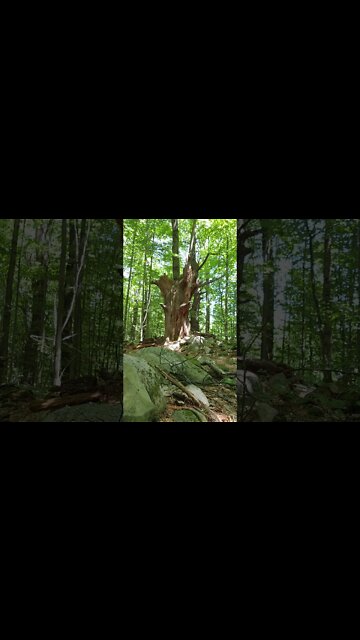 LoFi ASMR | Nature Sounds | Birds