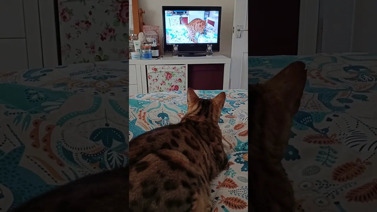 Narcissistic cat watches himself on YouTube 😹🐆 #catfluencer #cat