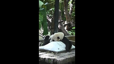 CHILLING OUT: Giant pandas lay on ice blocks and sit near electric fans to beat