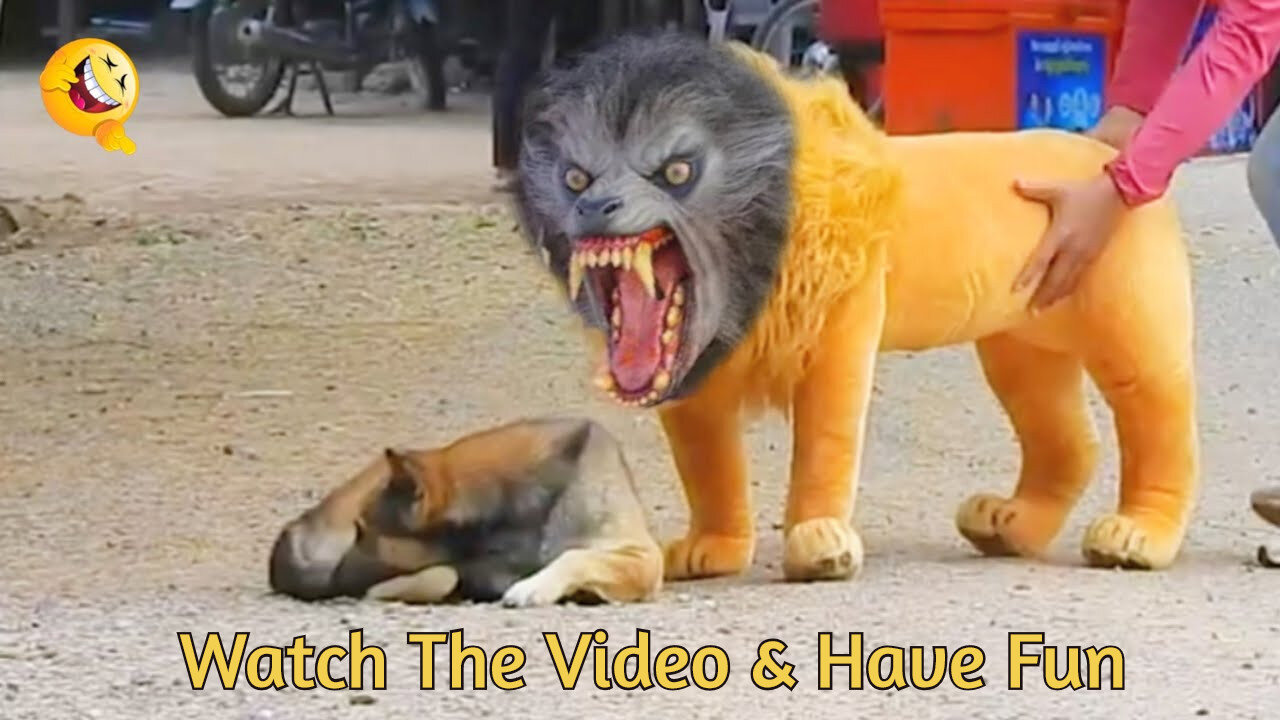 Troll Prank Dog Funny & fake Lion and Fake Tiger Prank To dog & Huge Box Prank to dog