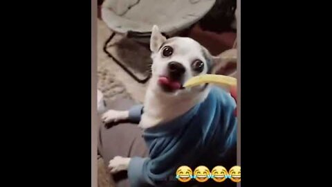 Best Animals 🔴 Funny Dogs Videos 2022