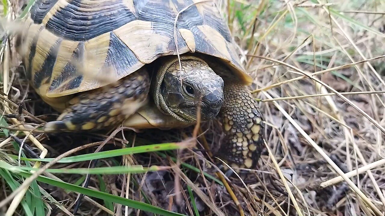 Turtle at Pelister Mountain