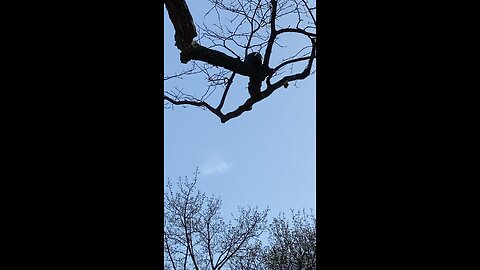 Flying turkeys