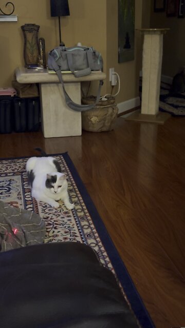 Red Dot Strikes again v. Sharky