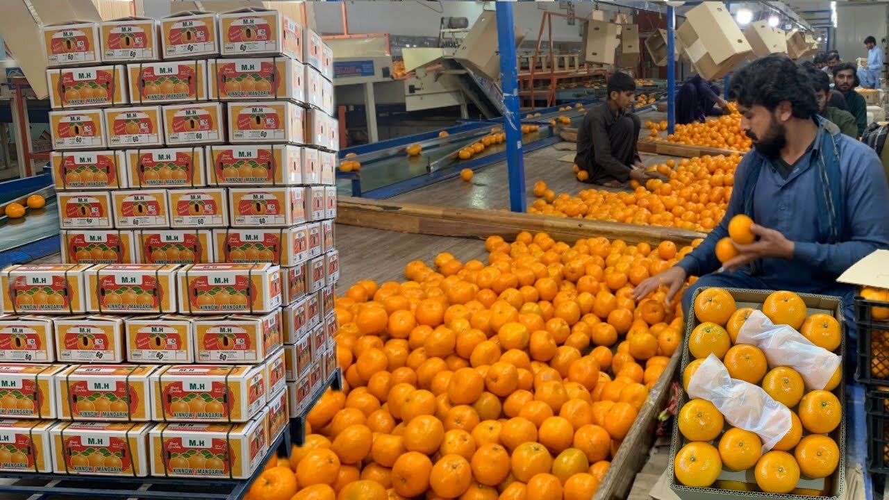 The Amazing Process of Washing, Drying, Waxing, and Grading of Oranges || Citrus Processing Line