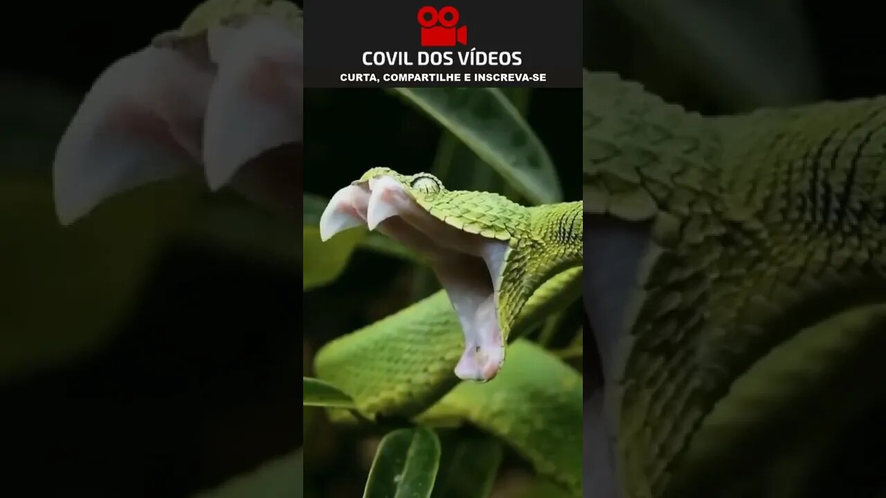 cobra com sono