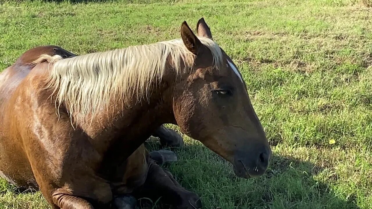 Buddy Horse Is Not Feeling Well - Maybe Colic or Something Else - I Called Vet & Gave Meds