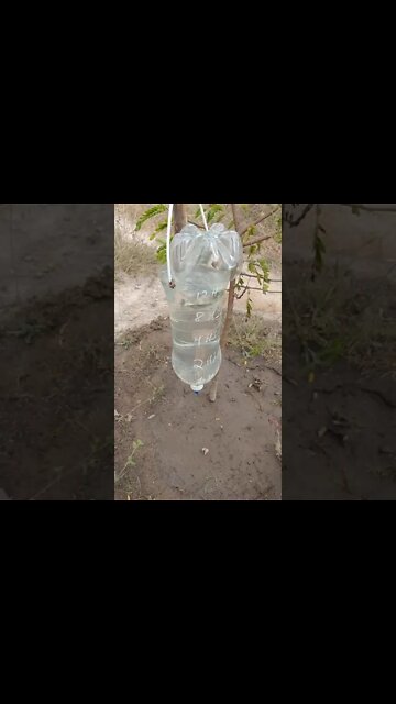 Gotejador para plantas